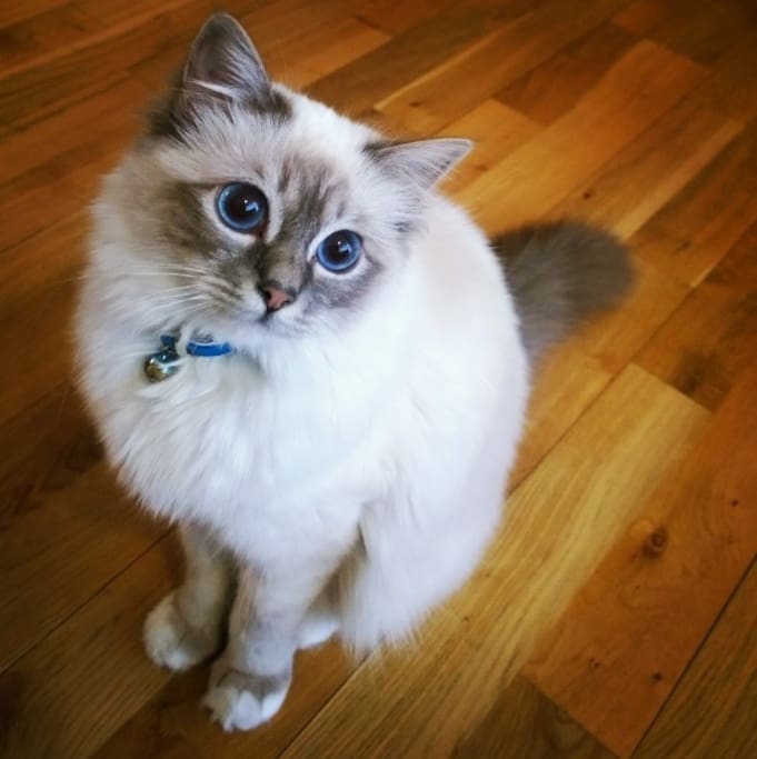 Our Lovely cat Carma
