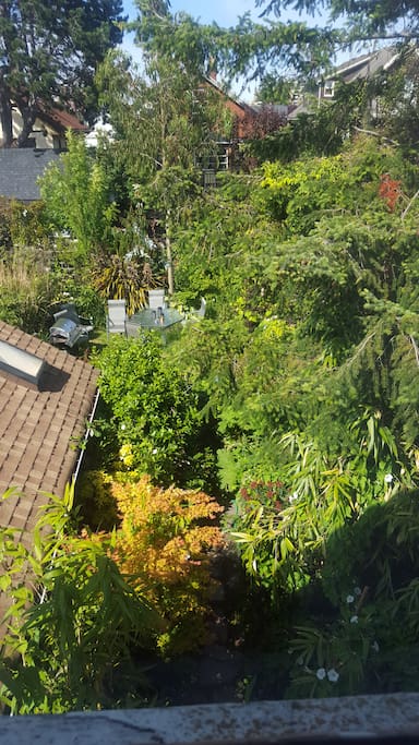 Morning view of the garden from the kitchen cum dining room window.