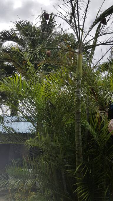 palms in garden