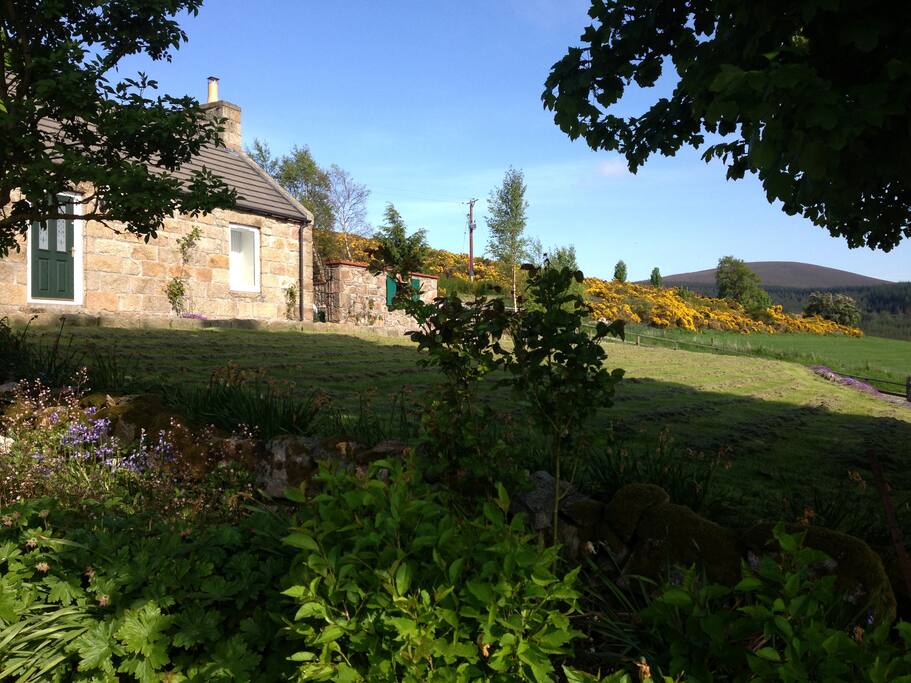 Cottage in Summer