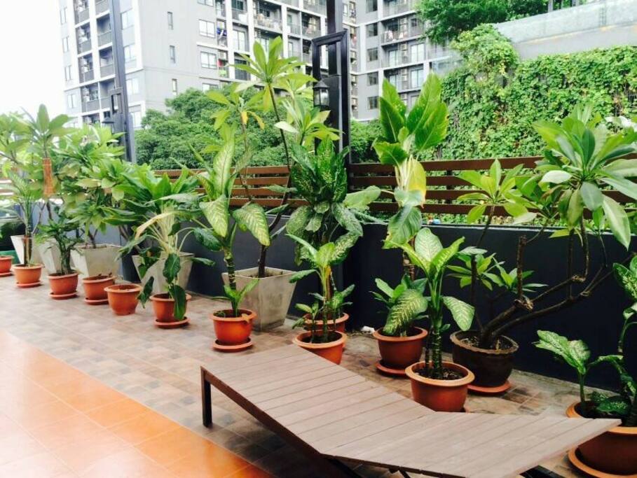 Rooftop Garden
