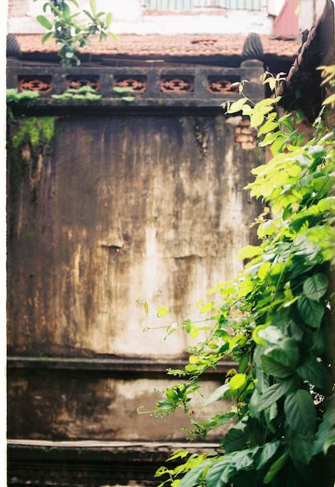 Original Ancient leafy view