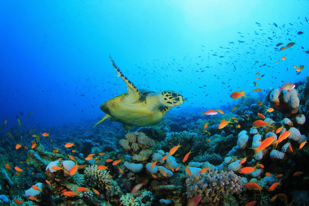 Welcome! We hope you will enjoy your time in paradise!