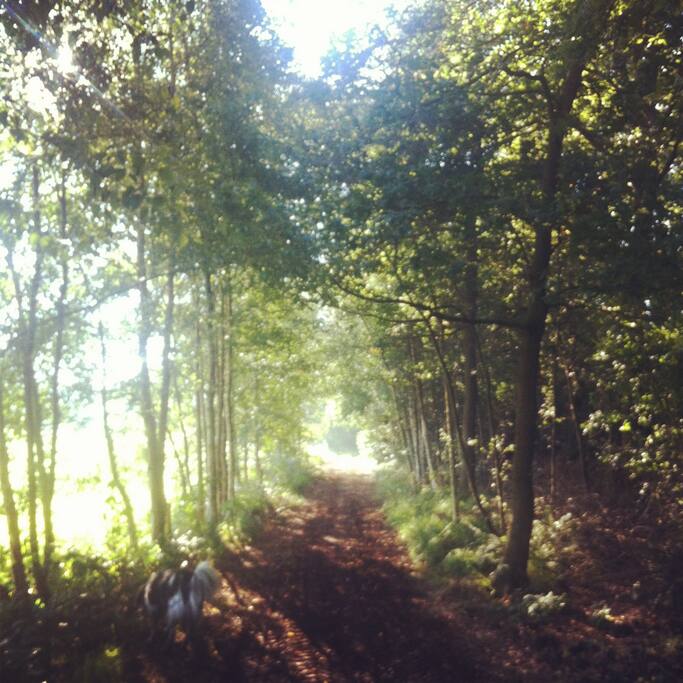 The woods