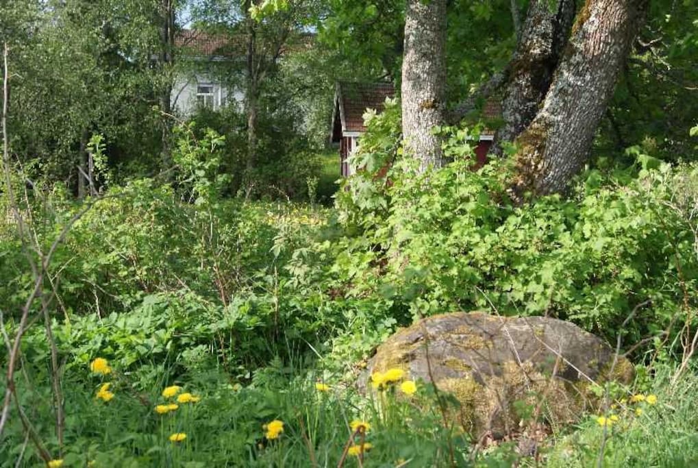 A rare cup-marked stone (kuppikivi) from the pre-historical times at our backyard.