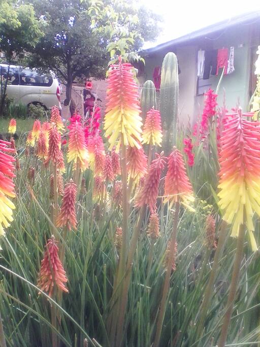 Jardin de la Casa.