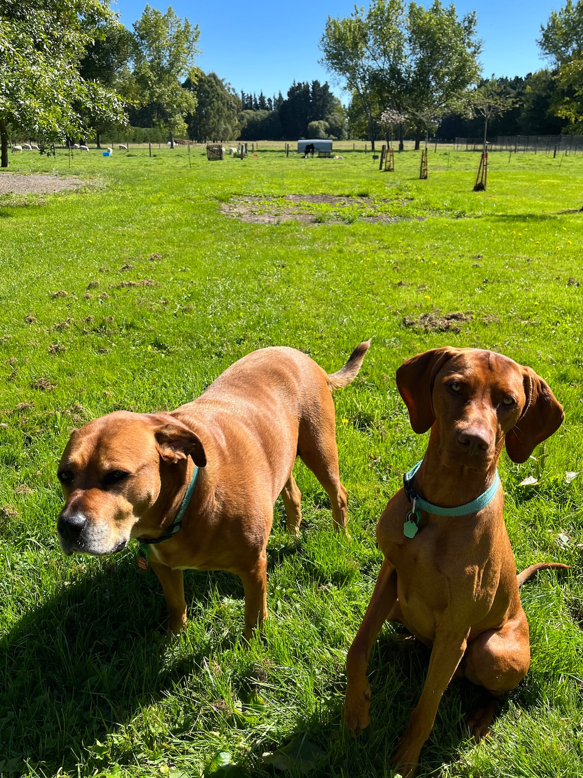 Two friendly dogs are positioned in a green, open field. The lush grass is complemented by trees lining the background. Fenced areas and patches of dirt are visible, indicating a farm setting. The scene is bright and welcoming, with clear blue skies above.