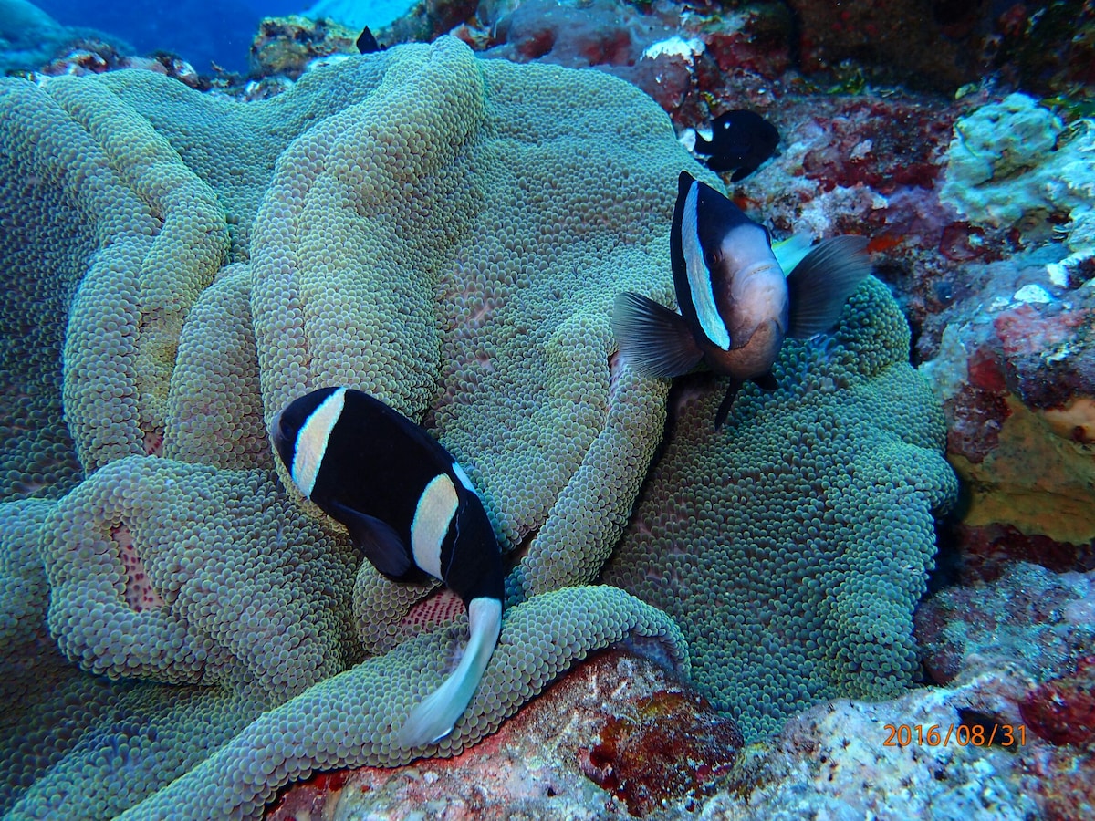 A vibrant underwater scene features coral formations with textured surfaces. Two black and white fish swim gracefully near the coral, highlighting the diverse marine life in the area. The clear blue water enhances the visibility of this natural habitat.