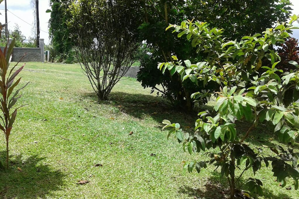 Jardin / Garden