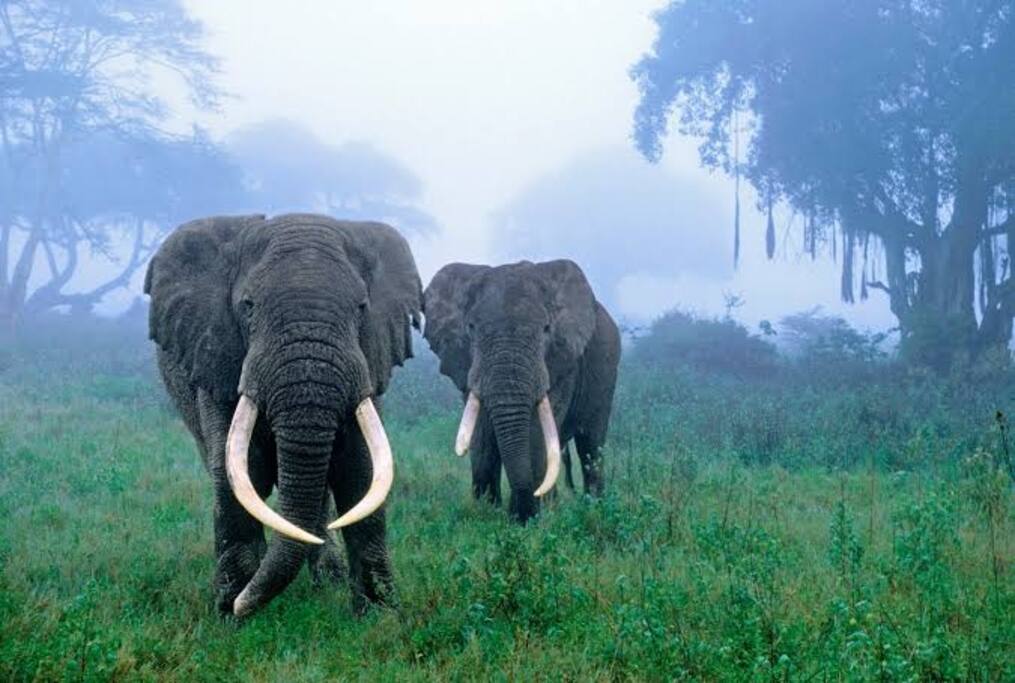 Elephants within Ngorongoro conservation area..