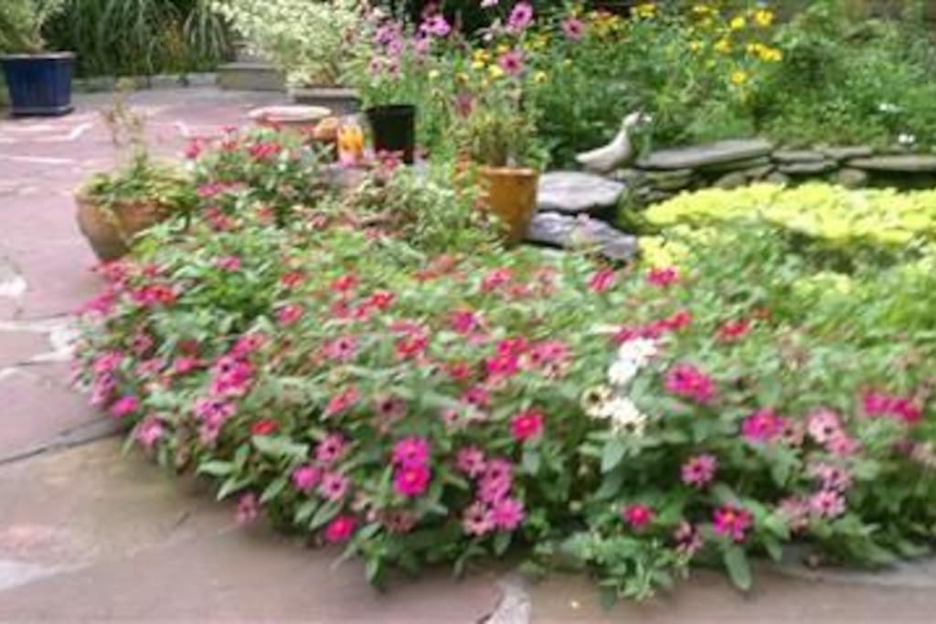 The garden around the pond