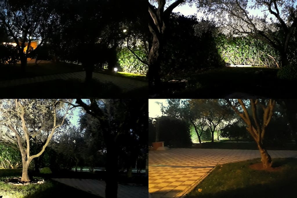 Garden/night