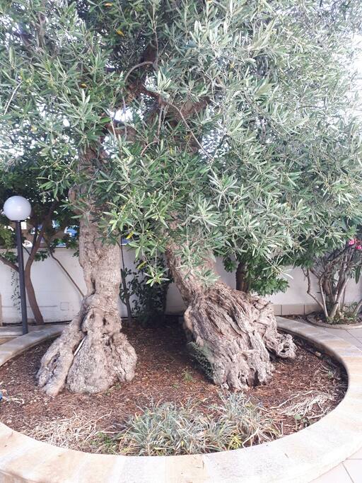 giardino