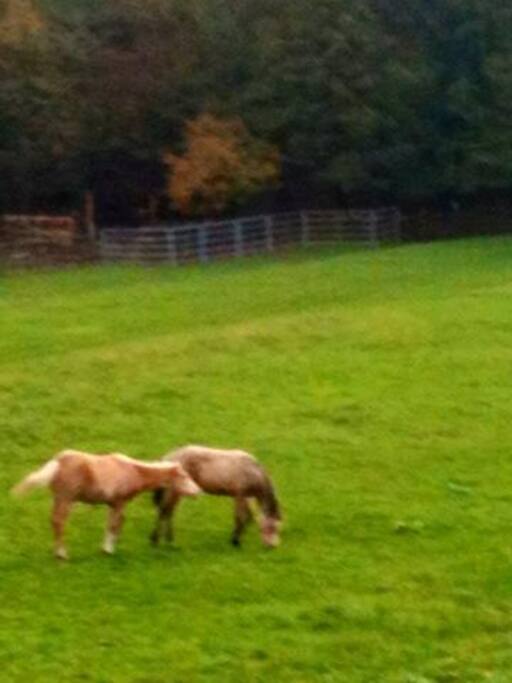 horses