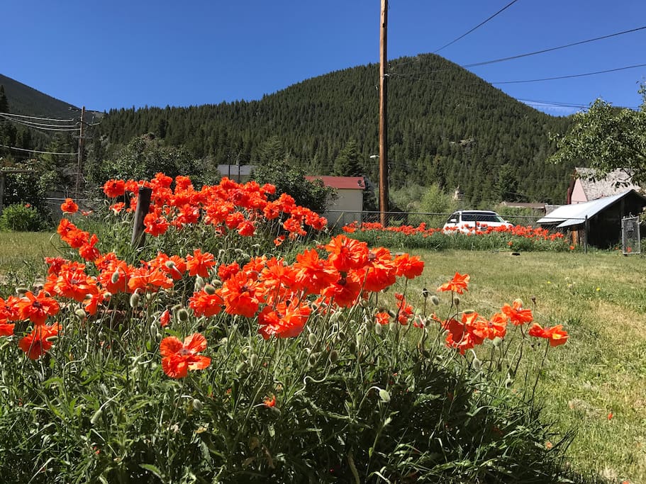 View to the south, poppies (mid June)
Parking in area of the white car as seen.