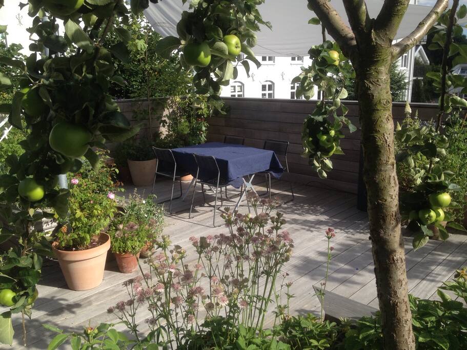 Apple and plum trees