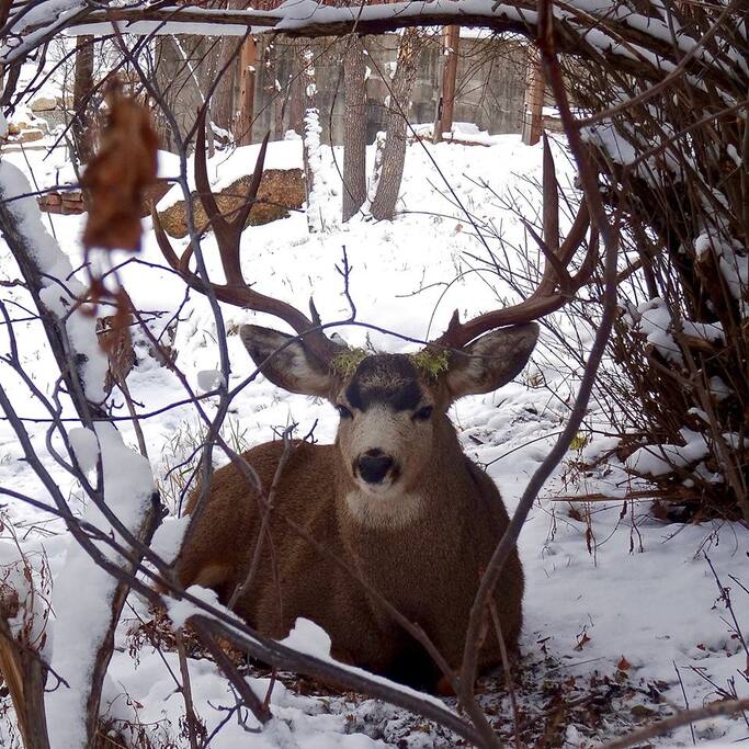 The Back Yard