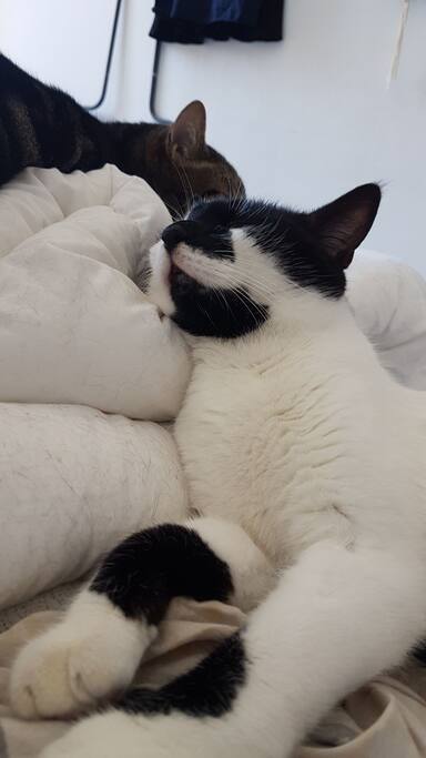 Patapouf le chat le plus jeune et sûrement le plus câlin