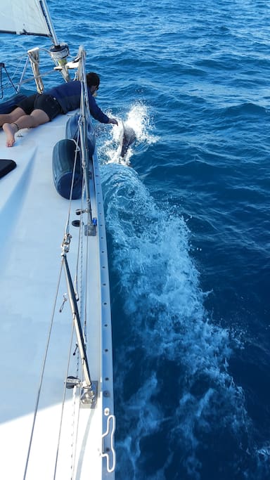 Dolphins love to play in the bow wave.