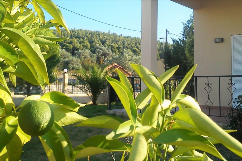 Our bitter orange tree. Straight ahead you can see mother nature. On the left you can barely see our veranda.