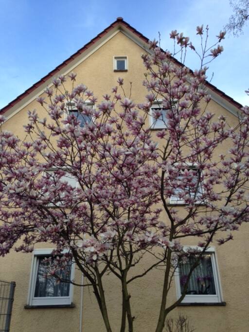 Outside the apartment window, from the street.