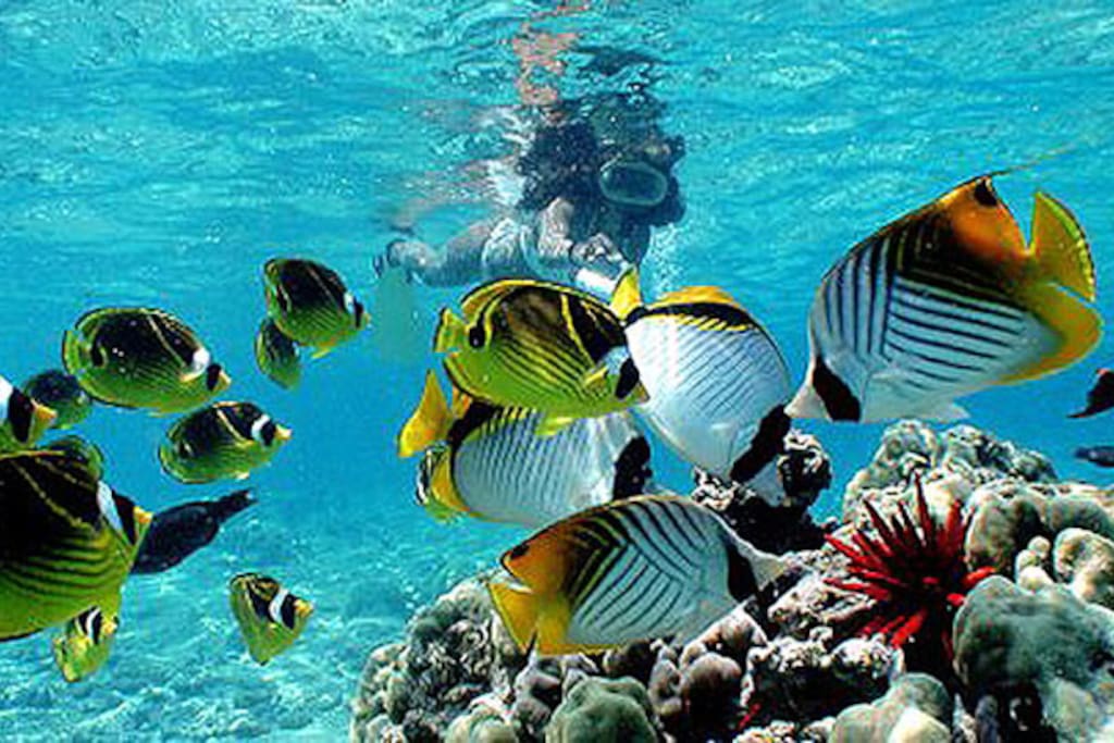 Close to wonderful snorkeling spots