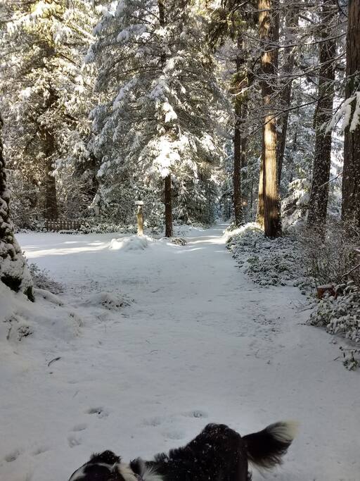 the driveway this morning. Feb 22.