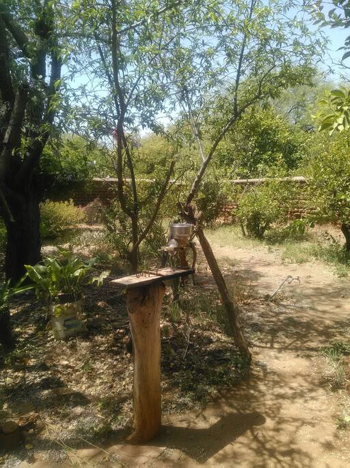 El jardín se llena con el canto de las palomas.