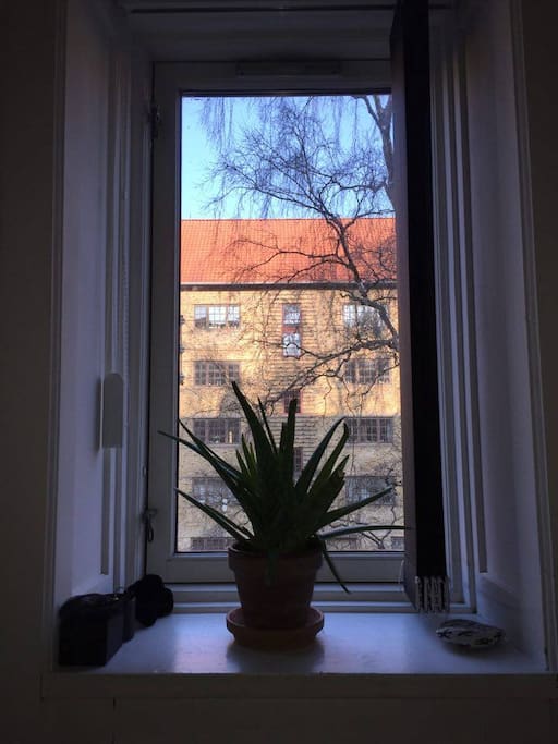 Window in the bedroom