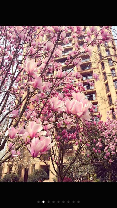 春天满园的玉兰花