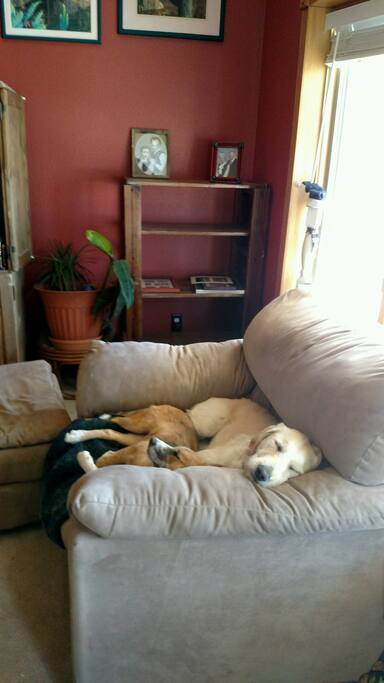 Two sweet dogs
