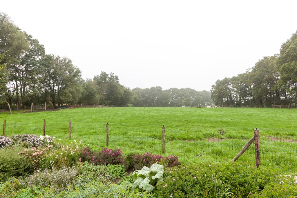 Uitzicht op weiland met koeien