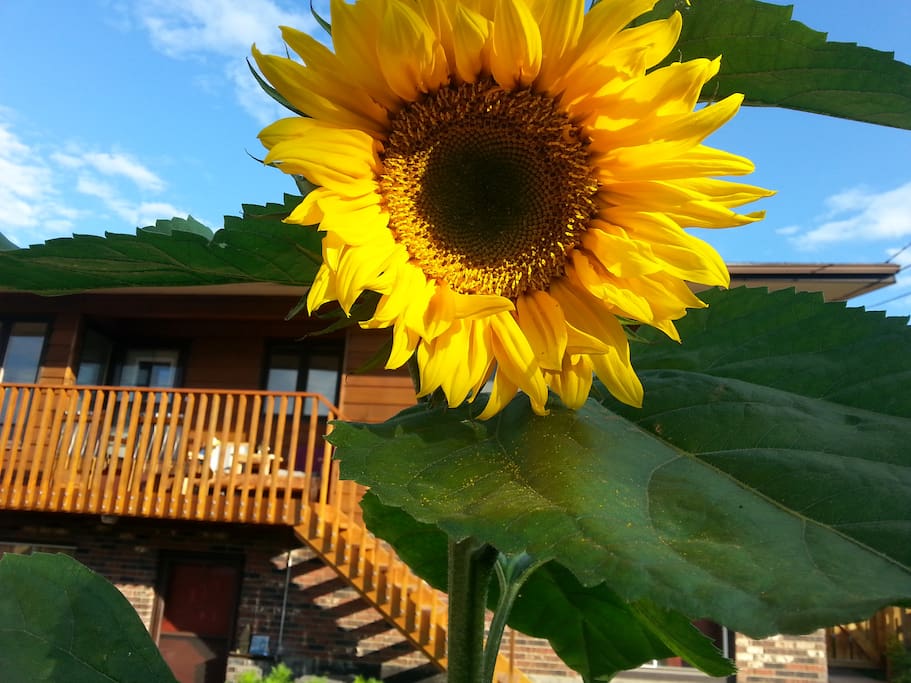 Our summer sunflowers