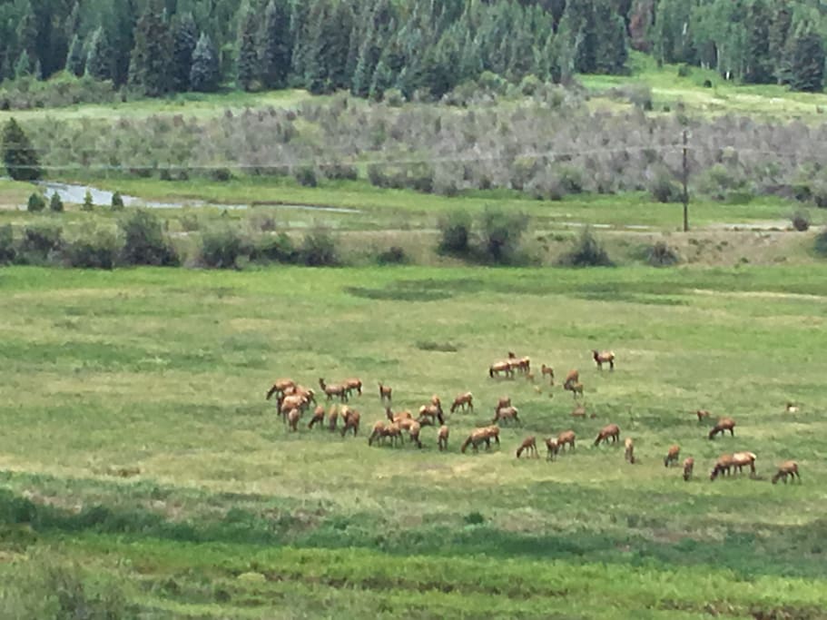 Spring elk herd view from deck