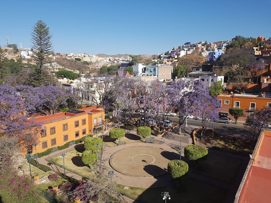 View to the blooming jacaranda trees from the livingroom