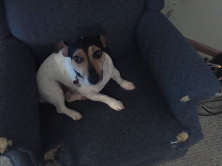 Pet friendly . That is Wray in his favorite chair