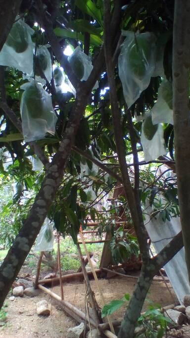mangoes self service
just pick