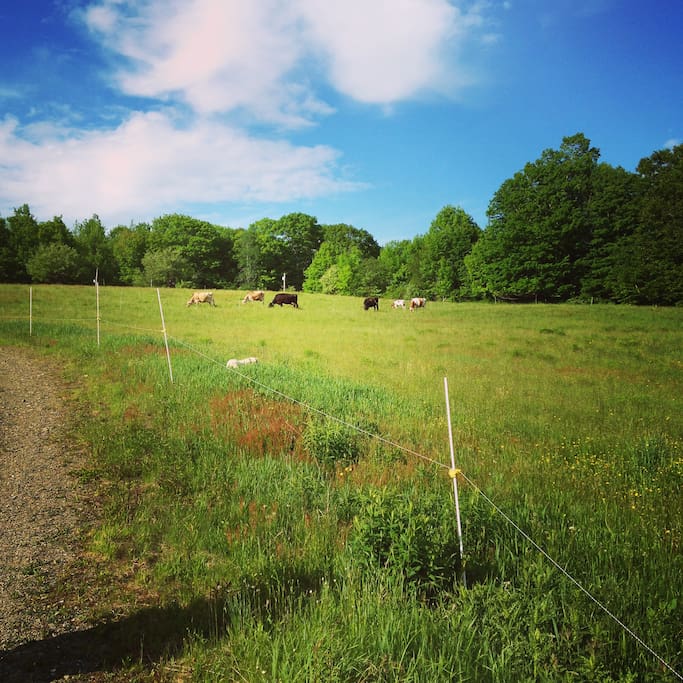 view of the pasture in front of the cottage from the path to the pond