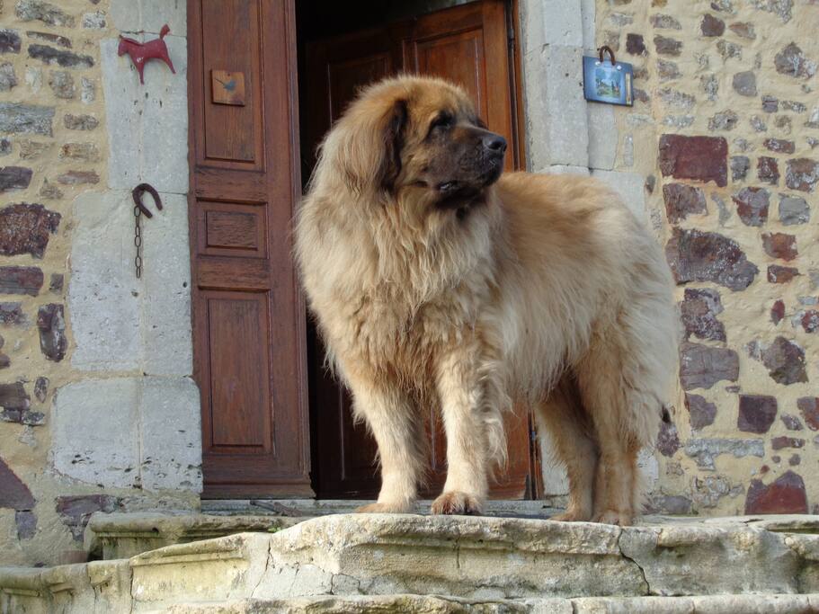 Aristote le gardien des lieux