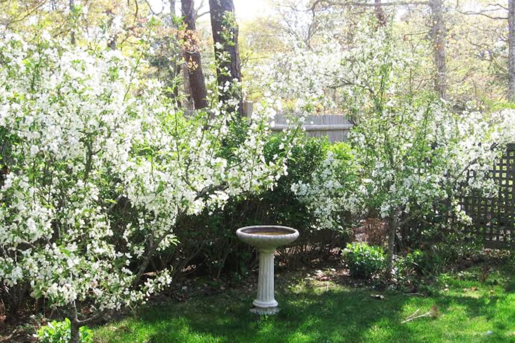 Sit in the yard and enjoy the quiet peacefulness. Sip some coffee or wine and watch the birds flying by!