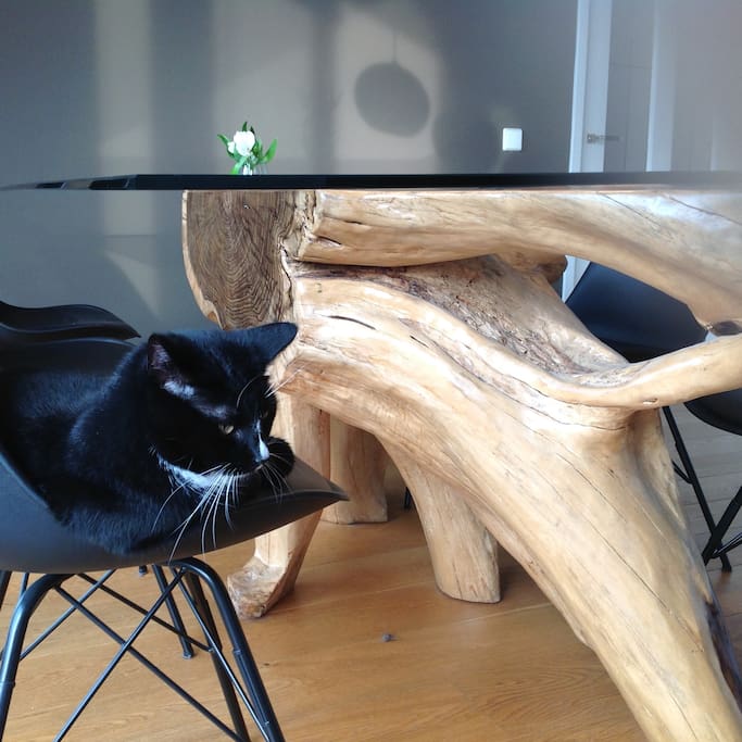 Our cat