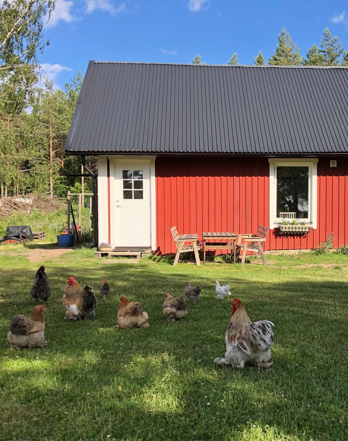 A red cottage stands in a lush green yard, with a black roof and a bright white door. A set of wooden chairs and table is visible outside the cottage. Several chickens roam freely on the grass, surrounded by trees in the background.