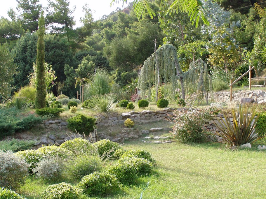 Our garden.