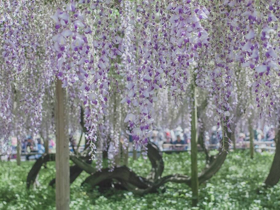 平等院紫藤花如瀑 映出源氏歌一曲 京都旅游攻略 尽在airbnb爱彼迎 平等院紫藤花如瀑 映出源氏歌一曲 京都旅游攻略 尽在airbnb爱彼迎