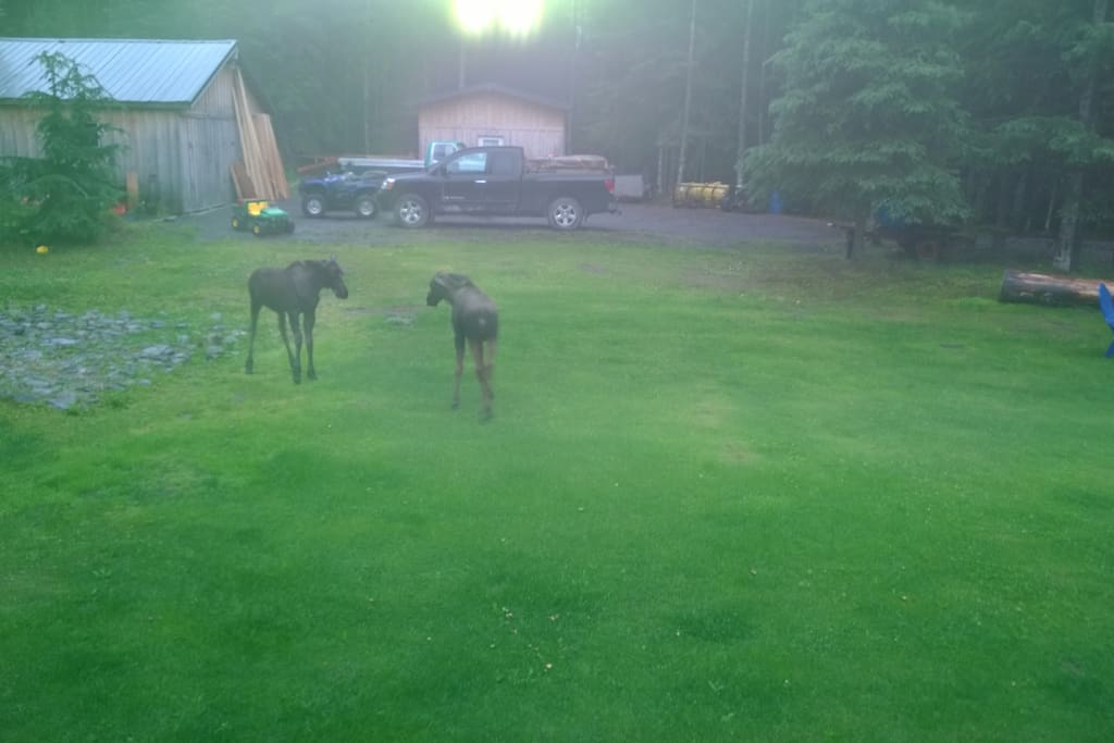 Baby Moose playing in the yard!