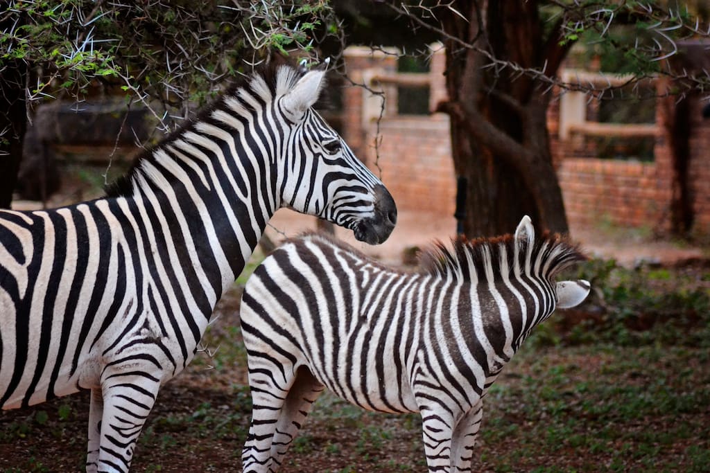 Zebras of Marloth