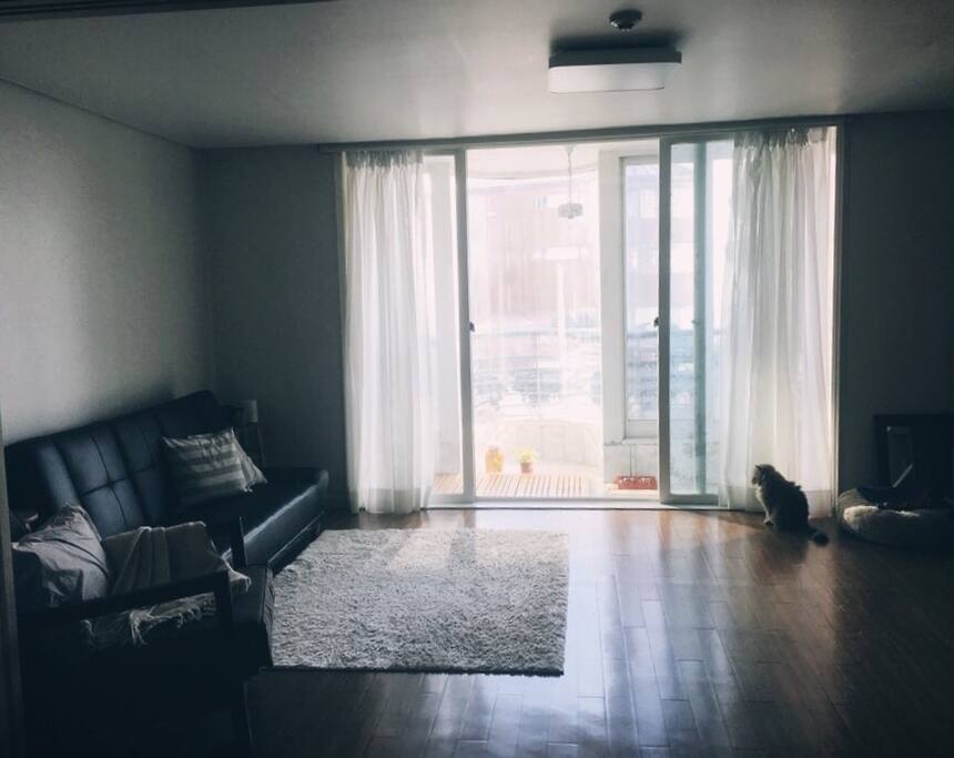 living room with my cat