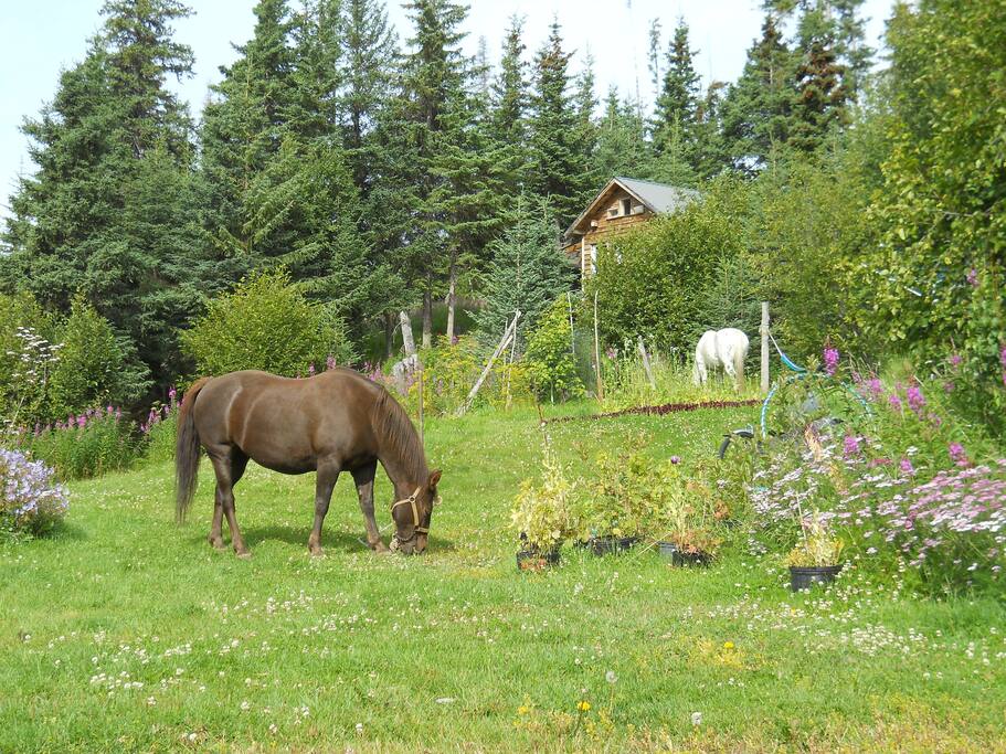 Cabin in the background