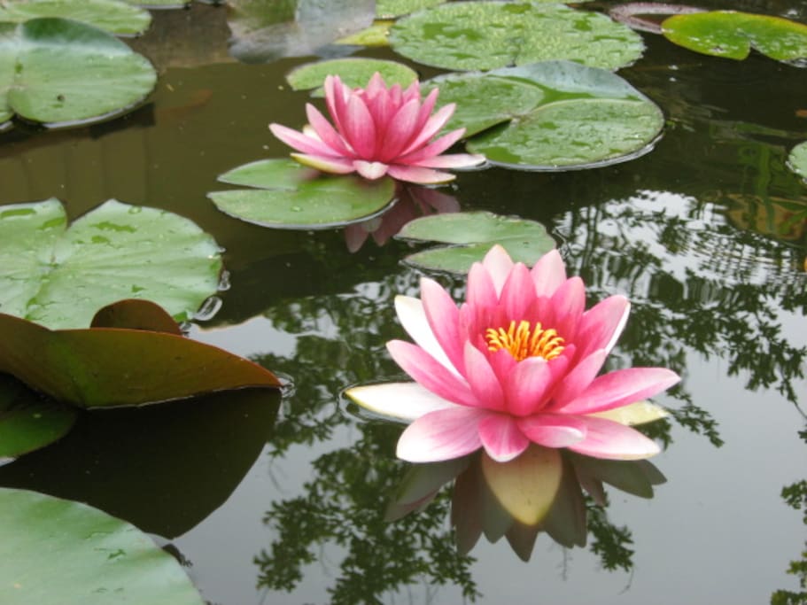 Water lillies