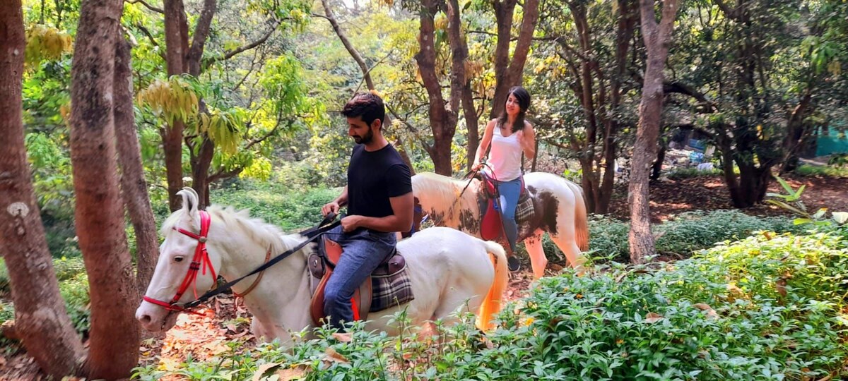 Two riders are seen on white horses, gently moving along a wooded path surrounded by greenery. Sunlight filters through the trees, creating a serene atmosphere. The lush foliage and earthy tones of the forest contribute to a peaceful outdoor experience.